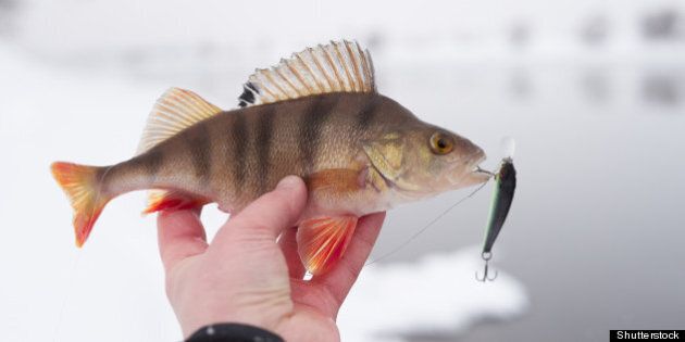 perch in fisherman's hand with...