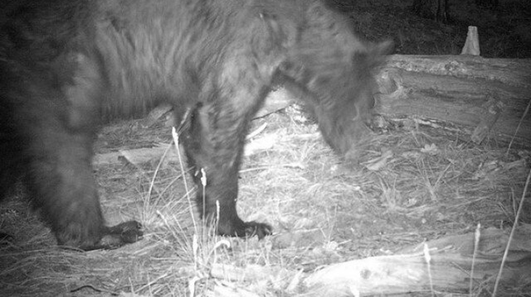 Saving the Spirit Bear of British Columbia HuffPost News