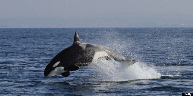 Transient Killer Whale - Monterey Bay, CA.