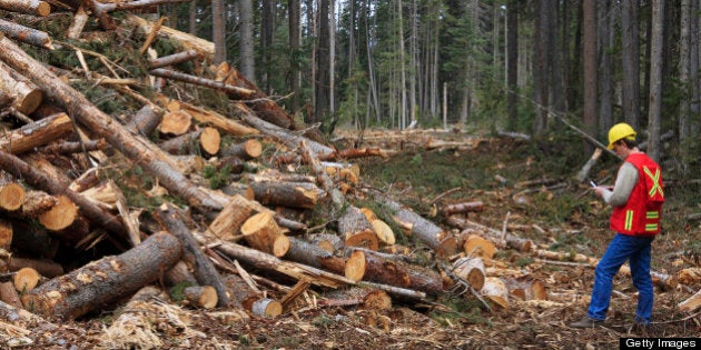 The mountain pine beetle is responsible for massive damage to lodgepole pine forests in Canada where a recent reduction in the severity of winters in British Columbia has allowed the population to explode. It is feared that global warming will cause this problem to intensify.