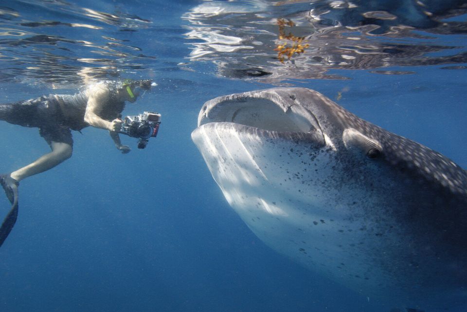 Swim With The Whale Sharks In Cancun