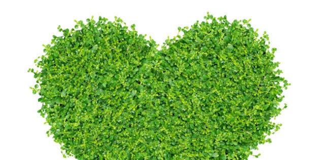 grass and plants small green...