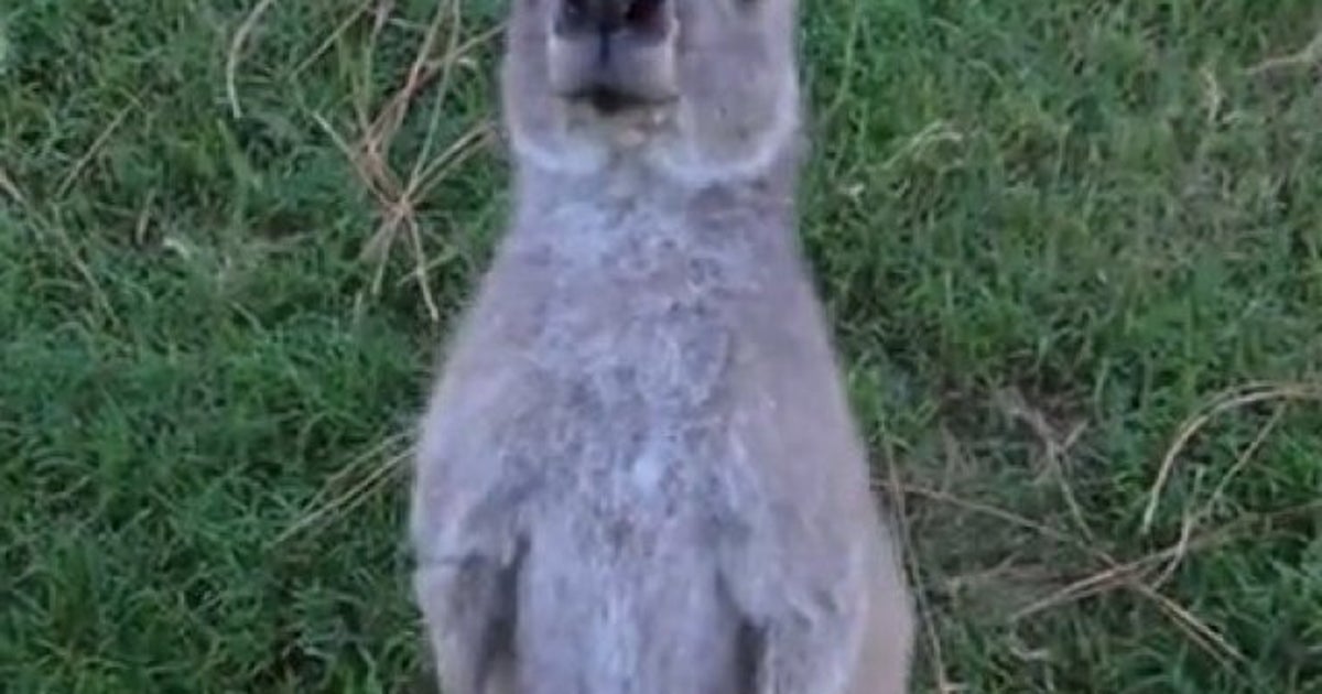 Kangaroo Tries To Drown Dog After Finding Itself Surrounded In