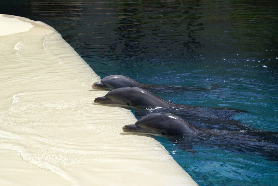 15. Secret Garden & Dolphin Habitat, Las Vegas, NV