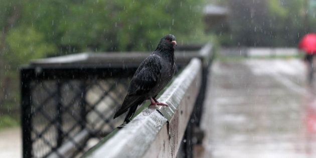 A tired and waterlogged pigeon rests on a downtown bridge as waters continue to rise in Calgary, Alberta, Canada, June 21, 2013. Flooding forced the evacuation of some 100,000 people in the western city of Calgary and nearby towns in the heart of the Canadian oil patch. AFP PHOTO / DAVE BUSTON (Photo credit should read DAVE BUSTON/AFP/Getty Images)