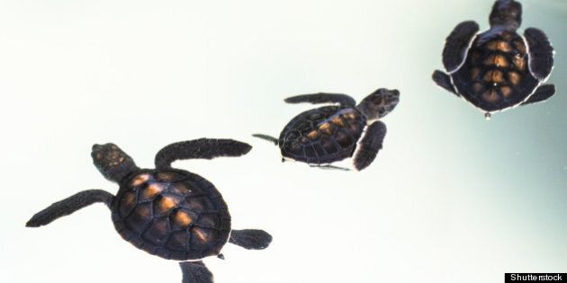 little baby sea turtles in...