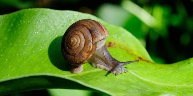 snail on the leaves.