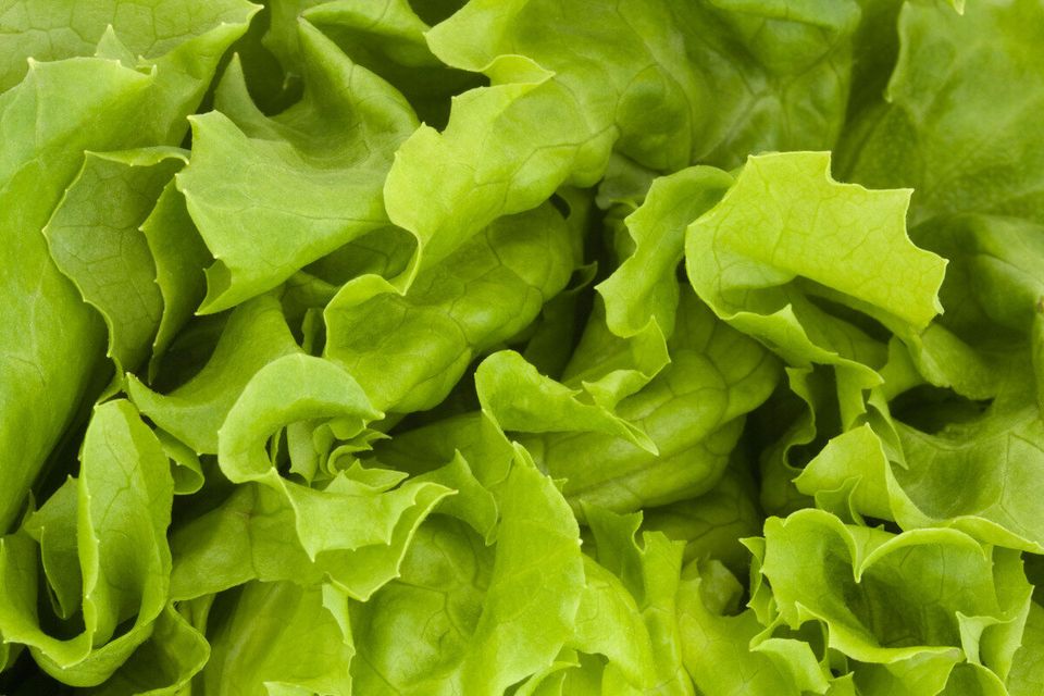 RAW: Green Leaf Lettuce