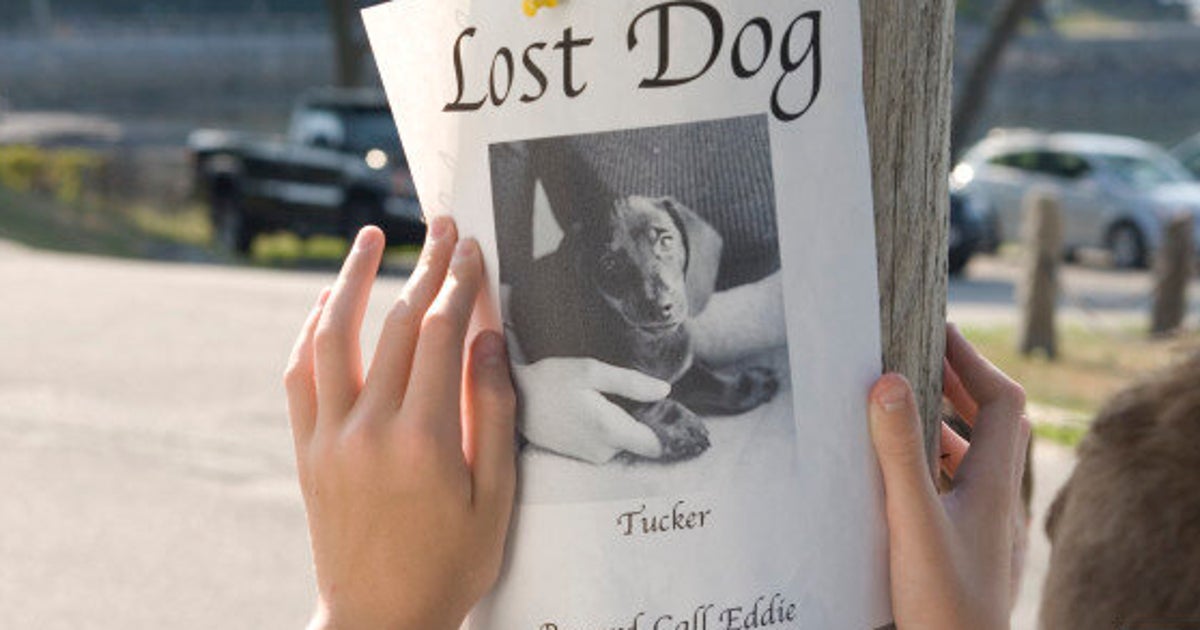 Missing dog. Advertisements about lost animals. Missing dog announcement. Lost dog ads. Girl posting notices about a lost dog.