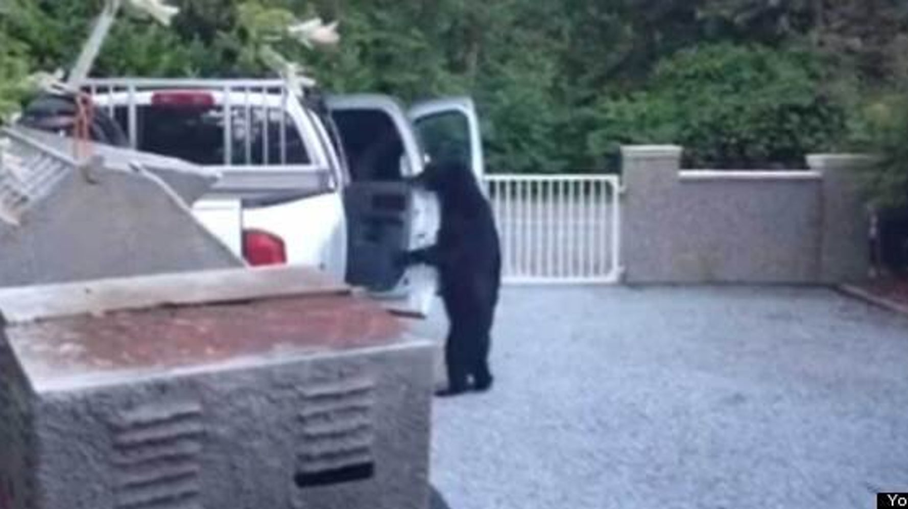 Black Bear Opens Car Door In Maple Ridge (VIDEO