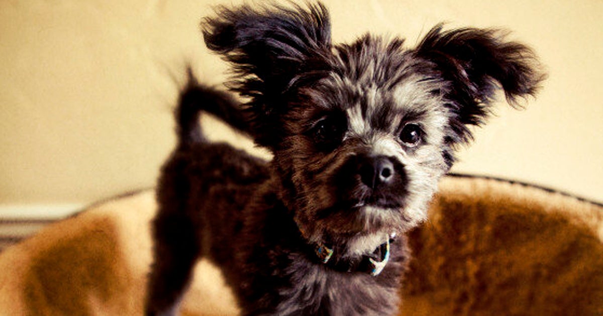 Let Landlords Keep Their Right To Refuse Pet Owners HuffPost British