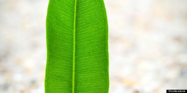 young plant grows from sand