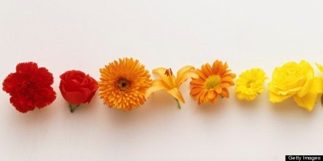 Row of colourful flowerheads creating graduated colour spectrum.