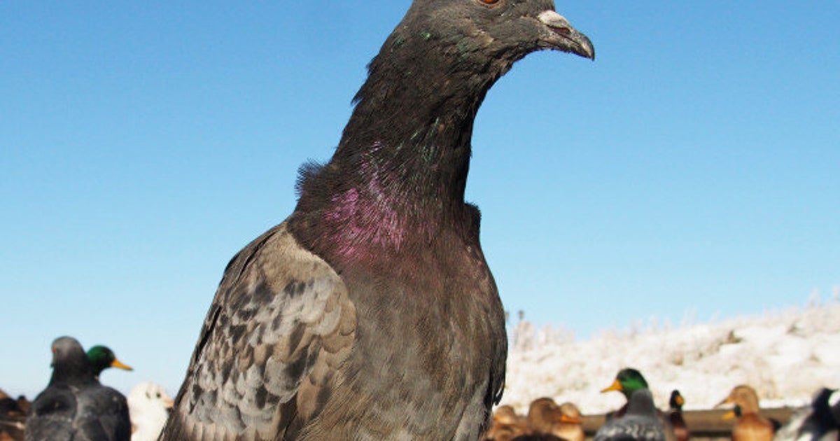 Catfish Attacks, Eats Pigeon (VIDEO) HuffPost News