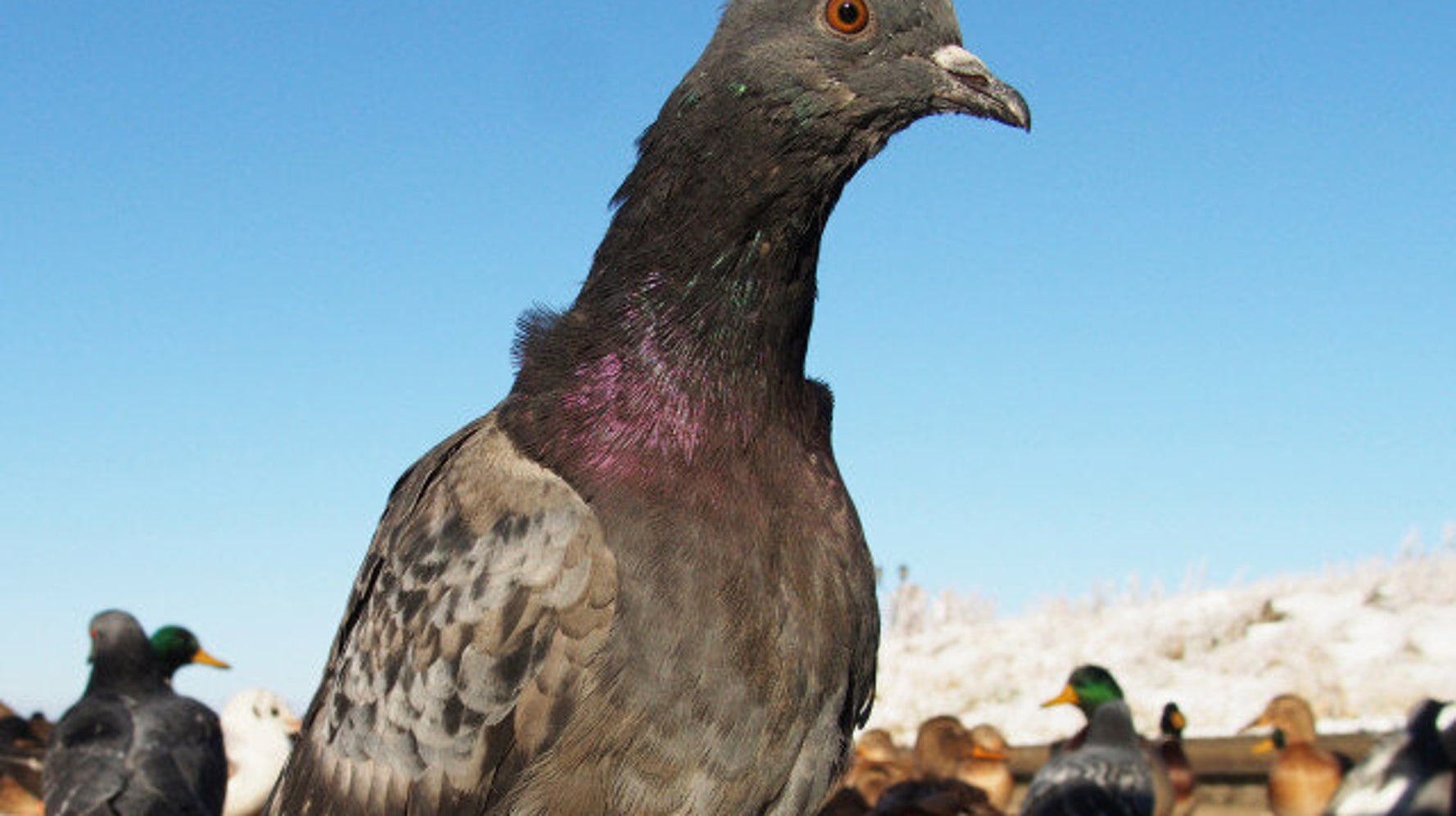 Catfish Attacks, Eats Pigeon (VIDEO) HuffPost News