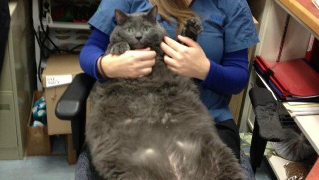 overweight russian blue cat