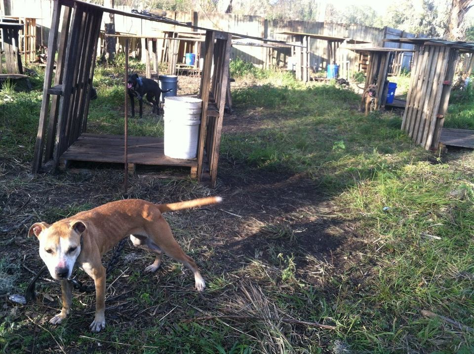 Dogs Rescued From Suspected Dog Fighting Ring