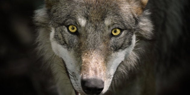 Beautiful Staring Gray Wolf