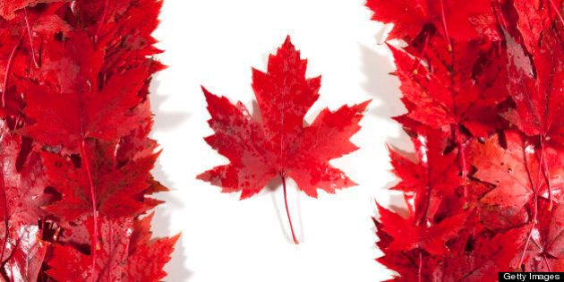 Red/sugar maple leaves wet from rain are arranged to make a Canadian flag.