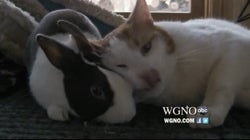 WATCH: Cat and Rabbit, Best Friends Forever And Other Top Videos Of The