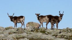 Exposing the Blind Side of the Ethical Oil