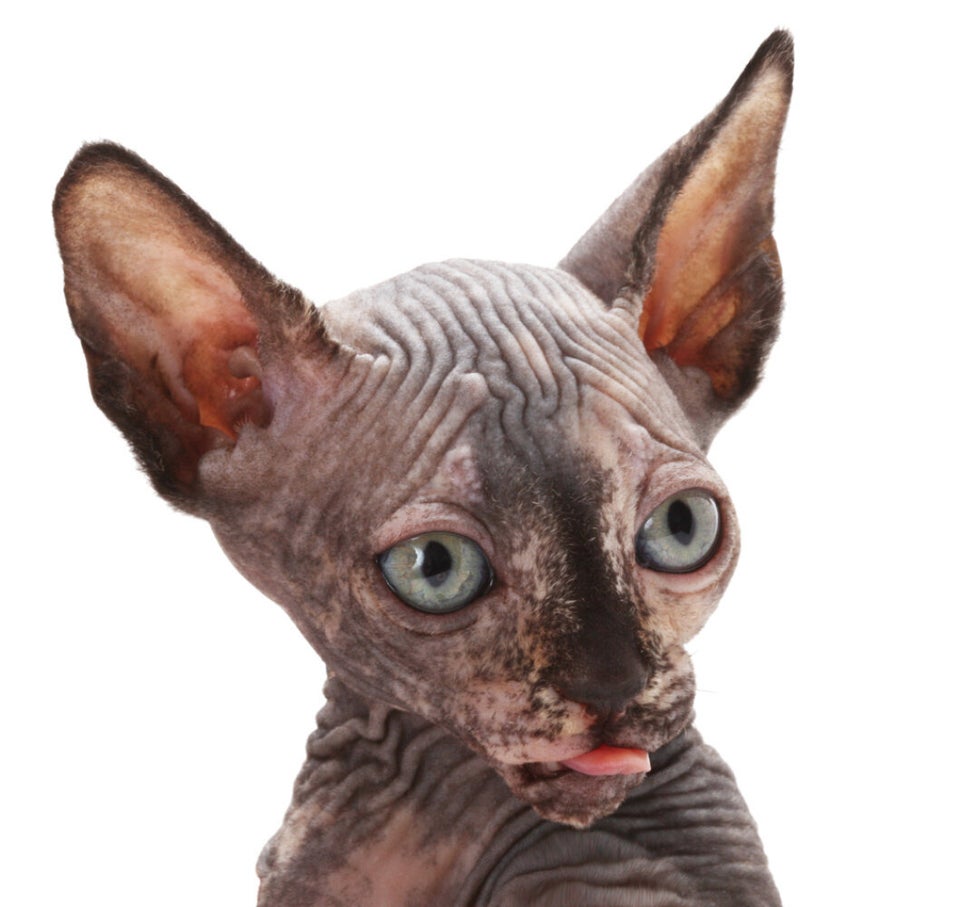 The Sphynx Cat