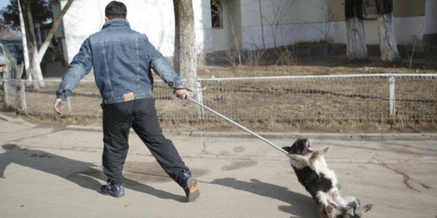 Bucharest, ROMANIA: An employee of the Animal Survey Administration tries to catch a stray dog by a lasso in front of a block of flats in Bucharest, 03 February 2006. Local authorities (Bucharest Mayor and Chief of Animal Survey Administration) took the decision to start the campaign of the stray dogs gathering after a Japanese businessman died because of a wound made by a dog bite 29 January 2006. AFP PHOTO DANIEL MIHAILESCU (Photo credit should read DANIEL MIHAILESCU/AFP/Getty Images)