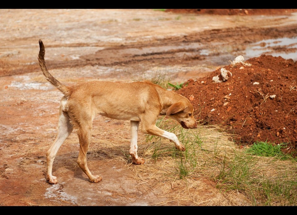 Ukraine Calls To End Dog Killings