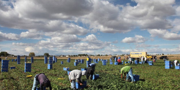 WELLINGTON, CO - OCTOBER 11: Mexican migrant workers pick organic spinach during the fall harvest at Grant Family Farms on October 11, 2011 in Wellington, Colorado. Although demand for the farm's organic produce is high, Andy Grant said that his migrant labor force, mostly from Mexico, is sharply down this year and that he'll be unable to harvest up to a third of his fall crops, leaving vegetables in the fields to rot. He said that stricter U.S. immigration policies nationwide have created a 'climate of fear' in the immigrant community and many workers have either gone back to Mexico or have been deported. Although Grant requires proof of legal immigration status from his employees, undocumented migrant workers can easily obtain falsified permits in order to work throughout the U.S. Many farmers nationwide say they have found it nearly impossible to hire American citizens for seasonal labor-intensive farm work. (Photo by John Moore/Getty Images)