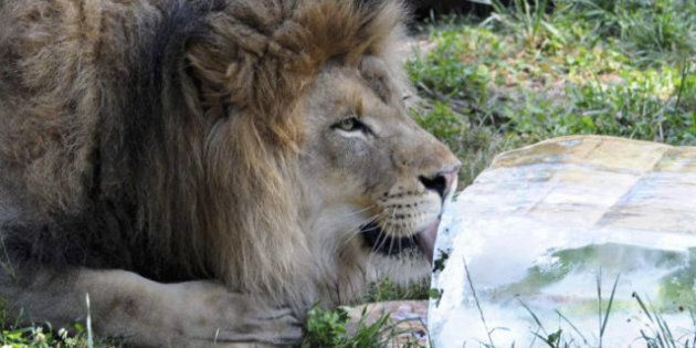 Hot Weather: Animals Find Ways To Stay Cool (Photos) | HuffPost Canada