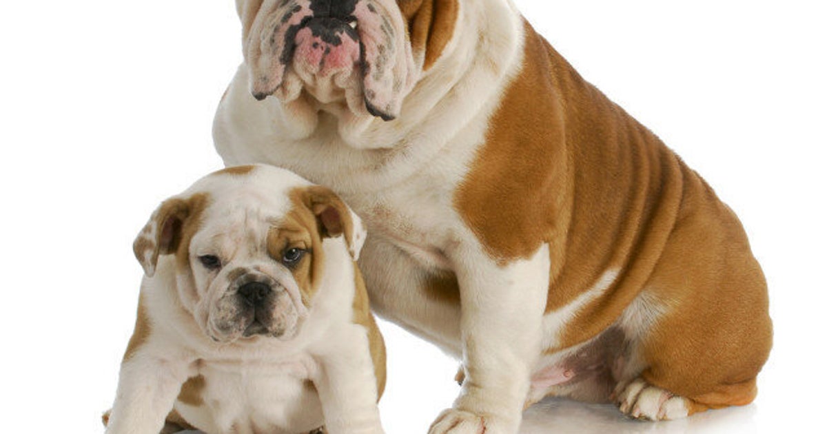 Best Pets For Kids: Which Animal Should You Bring Home? | HuffPost Canada