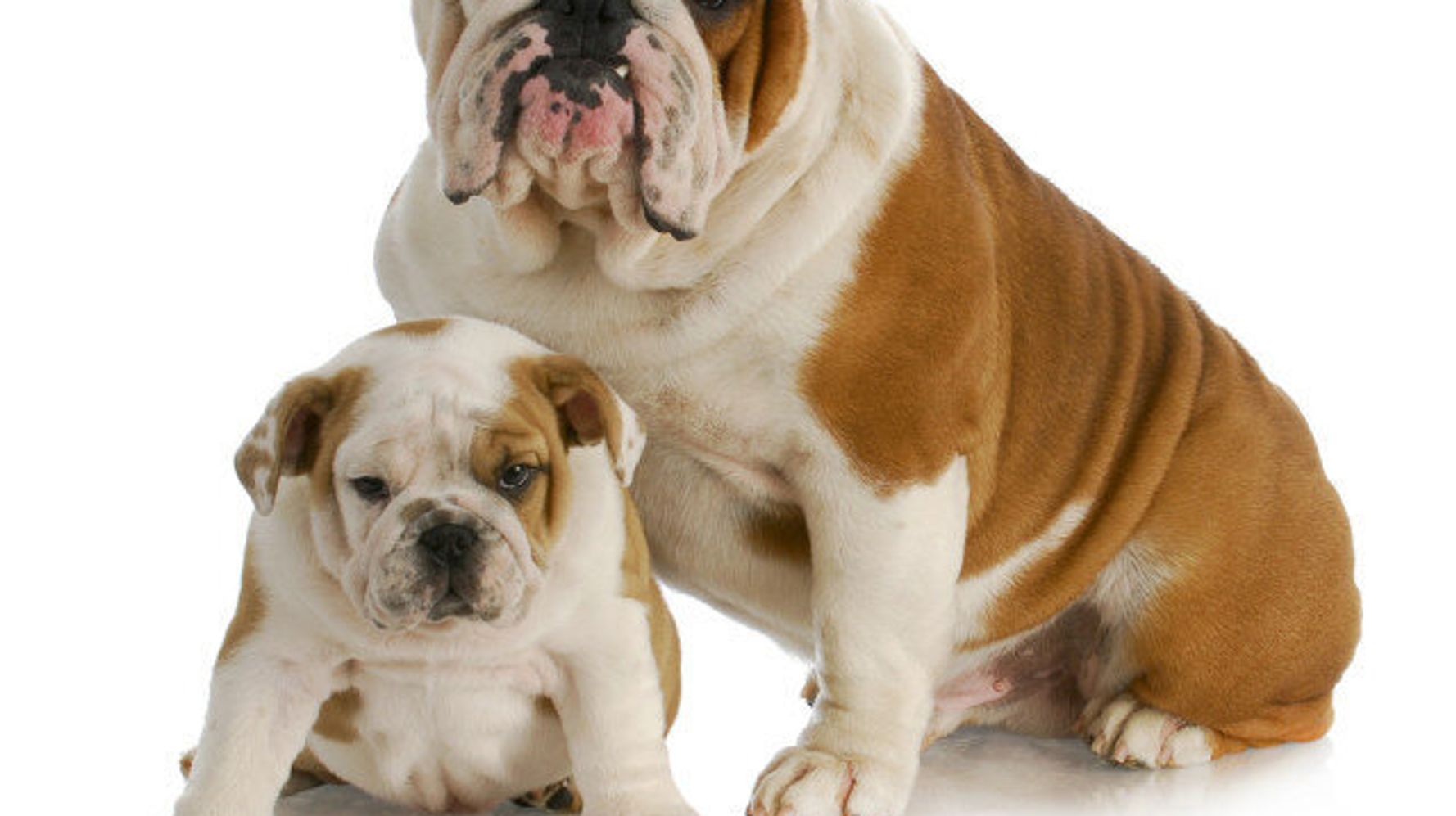 Best Pets For Kids: Which Animal Should You Bring Home? | HuffPost