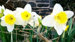 Get Into Gardening Mode With Spring