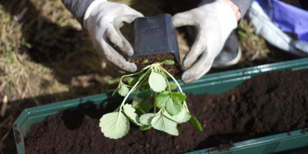 Gardening