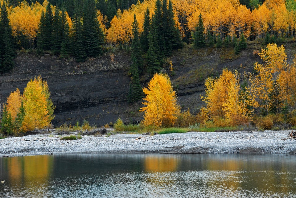 Where To See Alberta Larch Trees In Fall (PHOTOS) | HuffPost Alberta