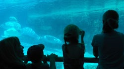 How Marineland Is Using the Law to Silence