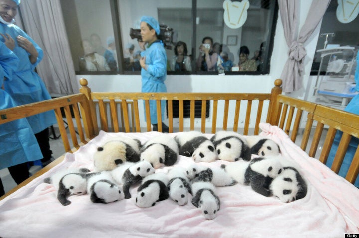 Baby Pandas China 14 New Babies On Display At Breeding Base Huffpost Canada Life