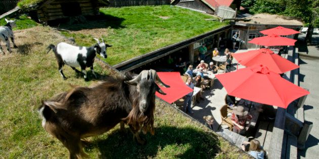 Coombs famous goats on the roof, Coombs, Vancouver Island, British Columbia, Canada
