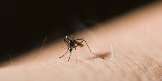 asian tiger mosquito or forest...