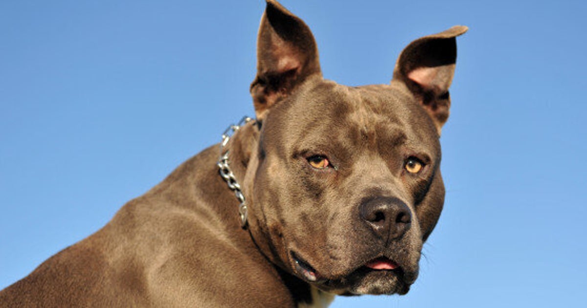 Стаффордширский терьер загрыз. Питбуль опасная собака. Ротвейлер оскал. Ротвейлер бойцовская. Картинки самых опасных собак.