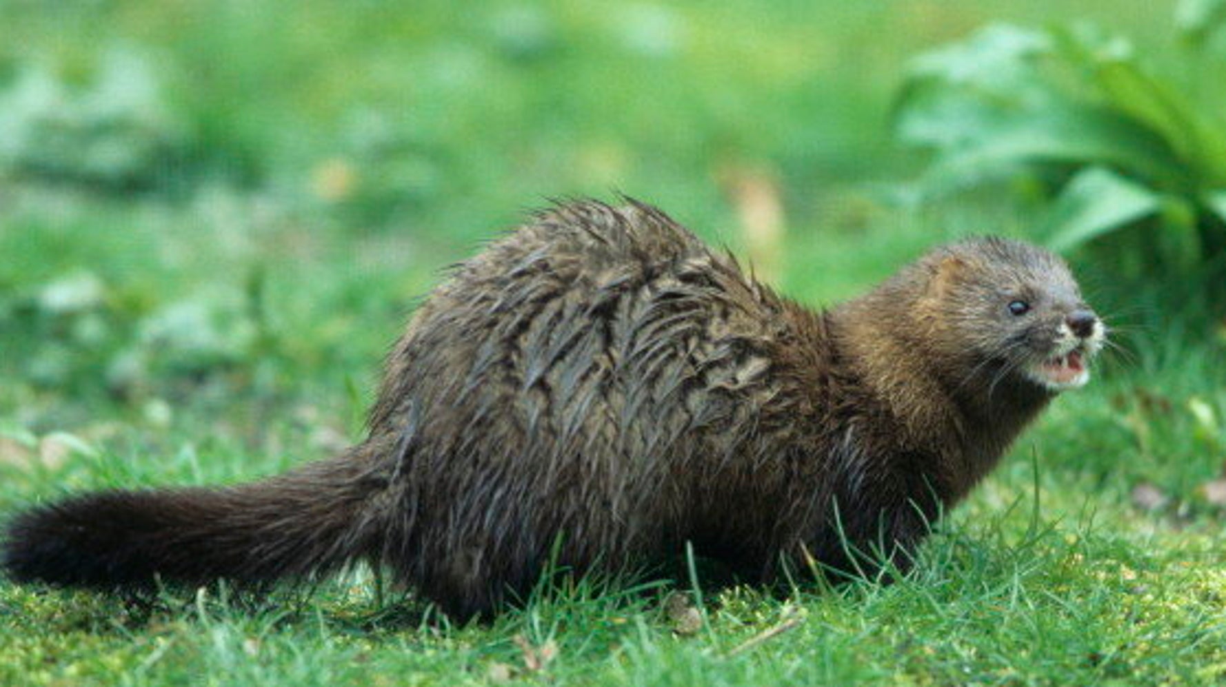 Европейская норка (Mustela lutreola)