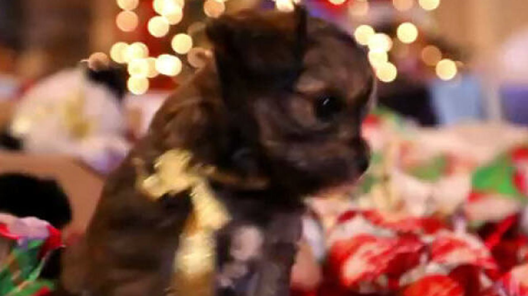 Puppy Christmas: Cute Puppies Play With Wrapping Paper | HuffPost