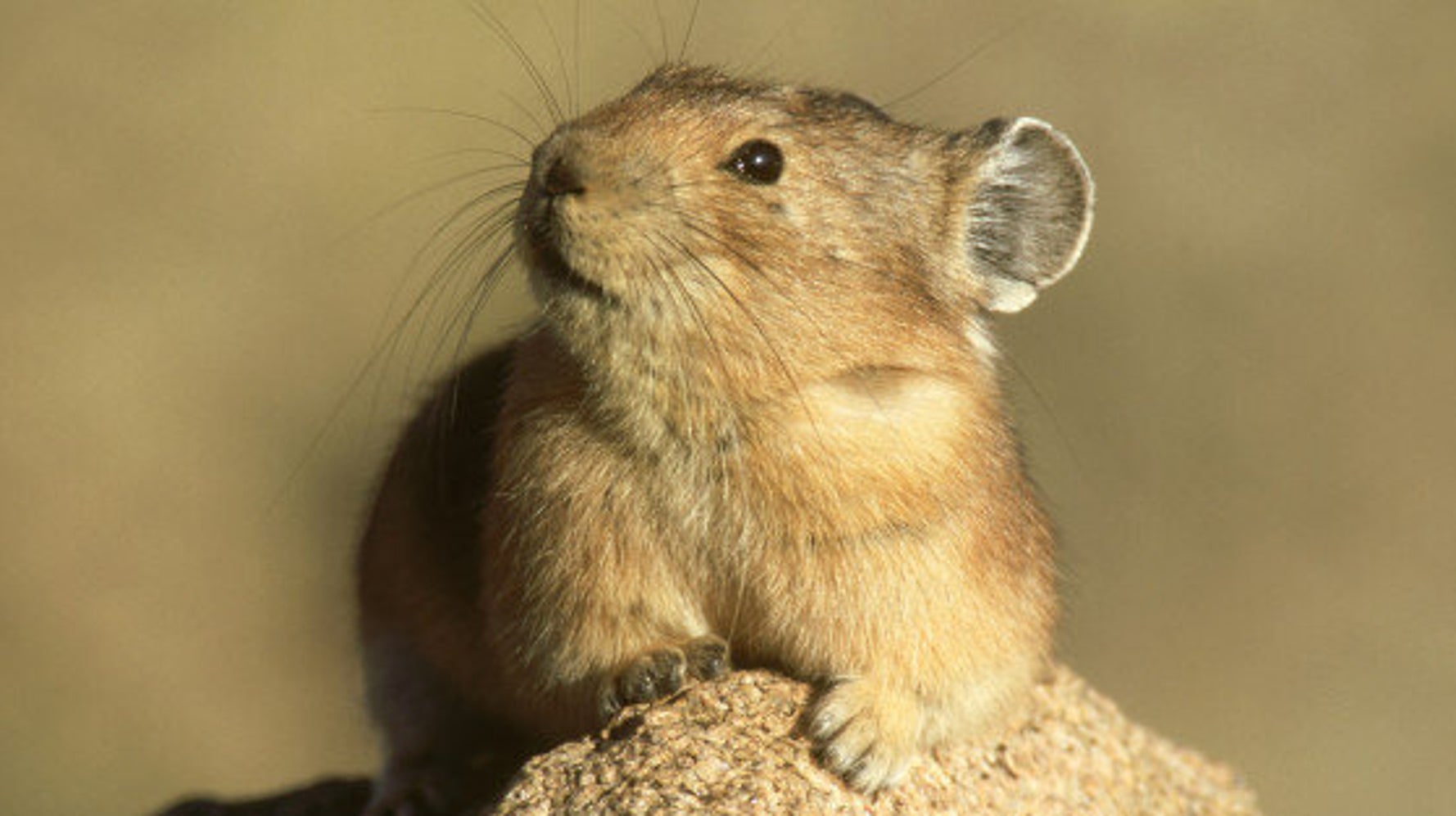 Alberta Pika Winter Preparation Caught On Parks Canada Cameras (PHOTOS, VIDEO) | HuffPost Alberta Alberta Pika Winter Preparation Caught On Parks Canada Cameras (PHOTOS, VIDEO) | HuffPost Alberta