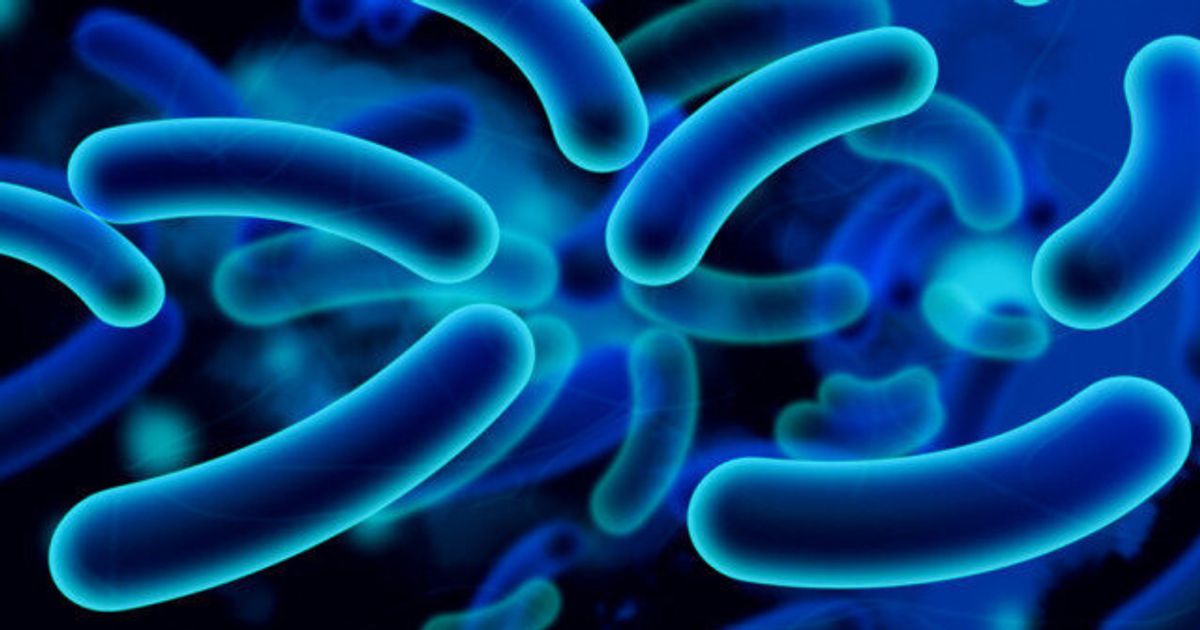 E. Coli Alberta Beef Recall Symptoms And Dangers Of E. Coli Bacteria