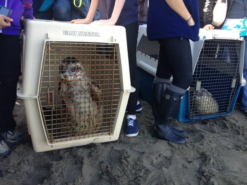 Vancouver Aquarium Releases Seal Pups