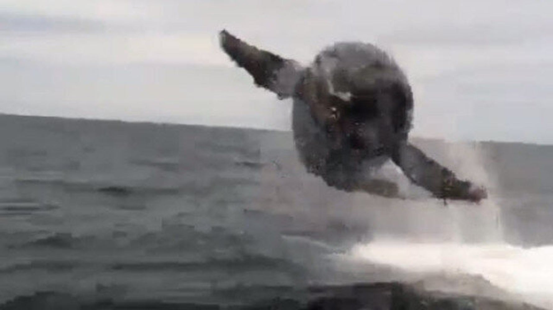 Tofino Whale Almost Jumps Into Boat (VIDEO) HuffPost null