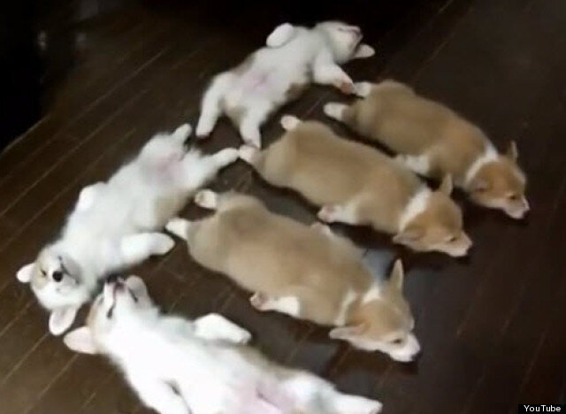 corgi puppies playing