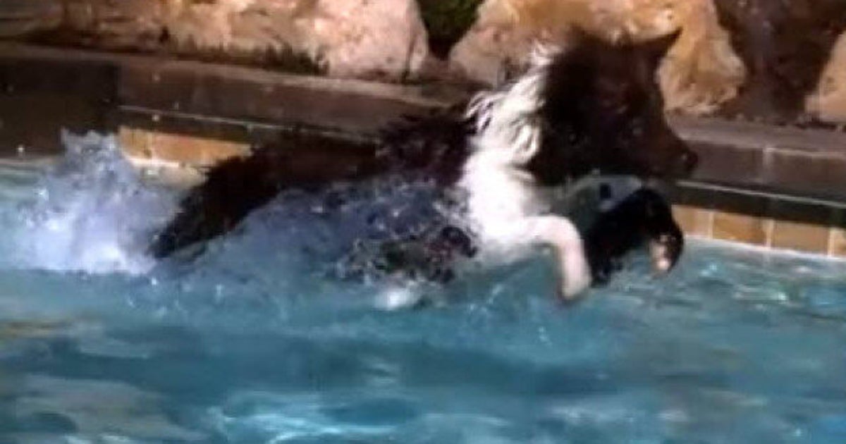 SlowMotion Video Of Dog Jumping Into Pool Is Mesmerizing HuffPost Life