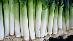 Occupy Foodstock: A Tastier