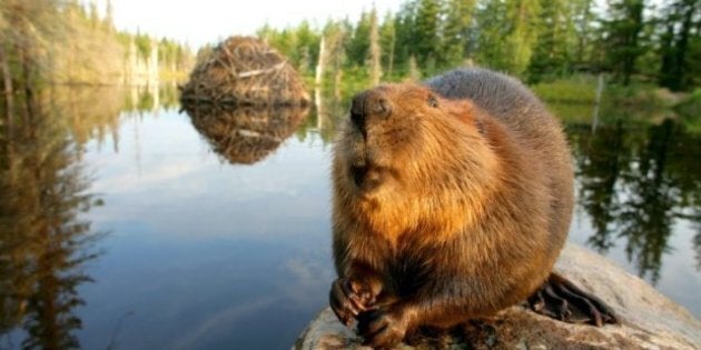 The Beaver As National Symbol: Why Is A Furry Mammal Still An Emblem Of Canada? | HuffPost News The Beaver As National Symbol: Why Is A Furry Mammal Still An Emblem Of Canada? | HuffPost News